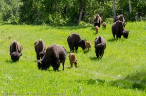Wood Bison