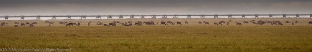 500 or more caribou graze near the Trans-Alaska pipeline.